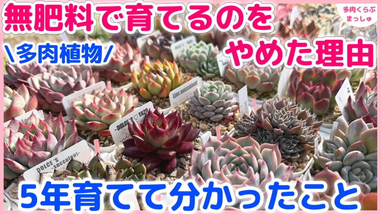 【多肉植物】無肥料で育てるのをやめた理由❣️5年育てて分かったこと