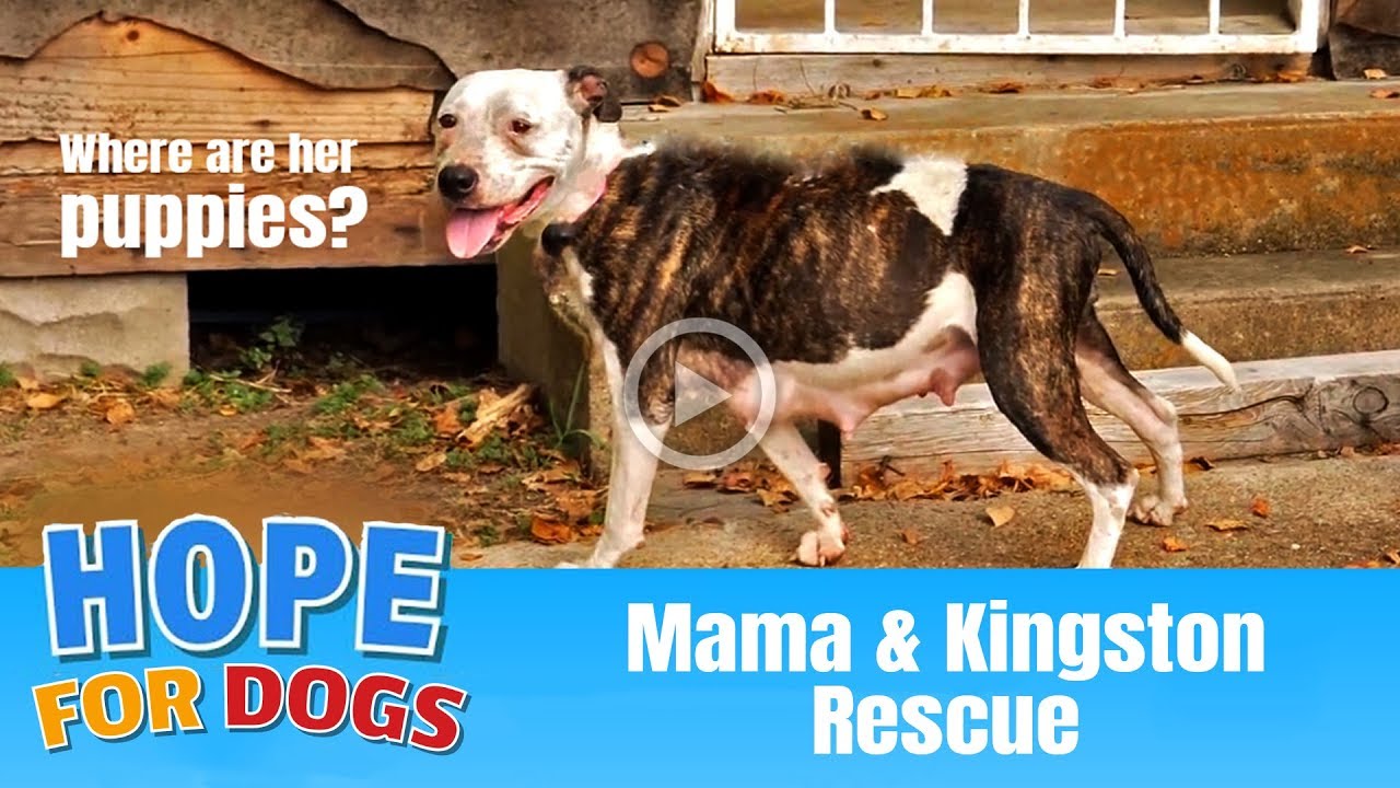 Hope Rescues Scared Hungry Mama Under House + Mangy Dog But No Puppies - The Dog Saviors