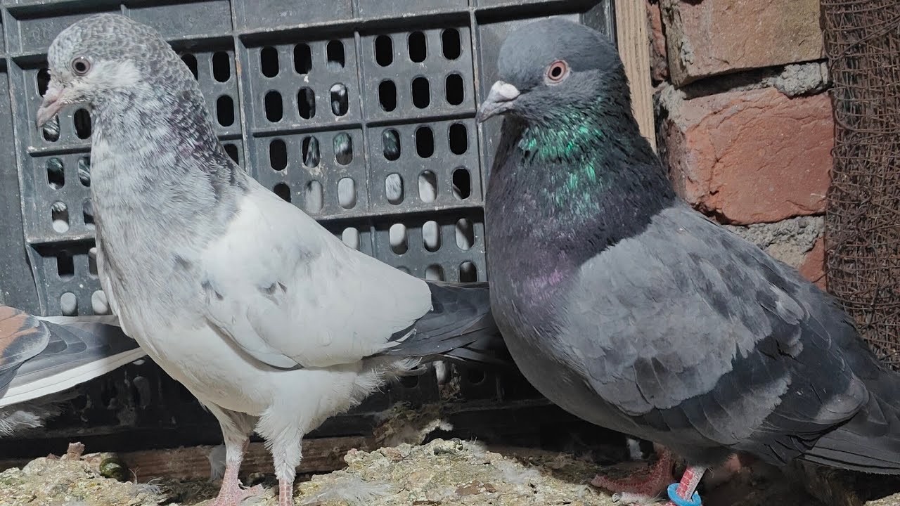 😇Irfan Kohli Pigeons  is live🕊️ #petslover #kabutar #livestreaming