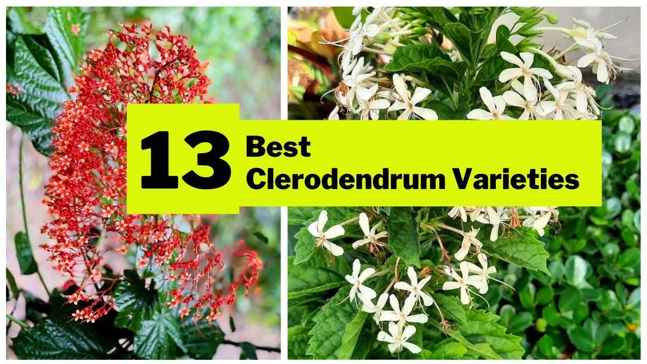 13 of the Best Clerodendrum Varieties- Flowering Vines Type with All Information@SwaroopaDiaries14