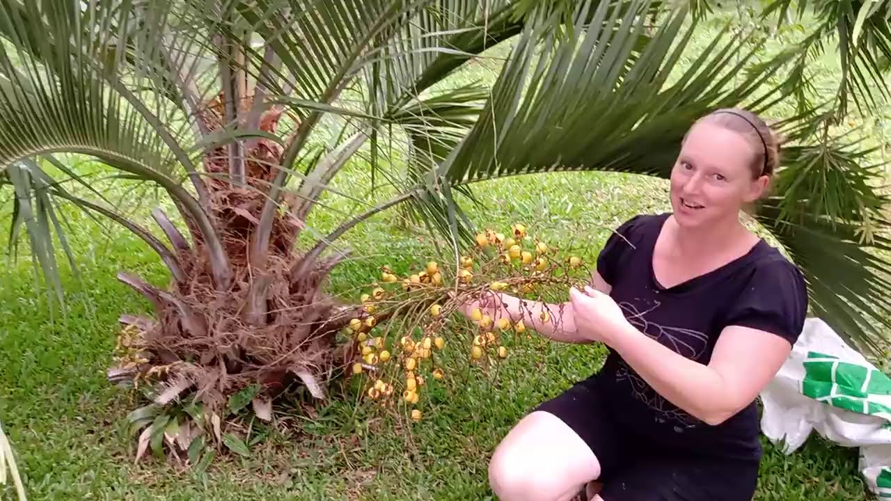 butiá~ conhece essa fruta? #pé_de_butiá