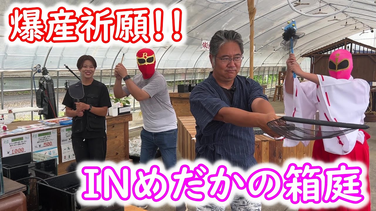 【めだか】栃木県めだかの箱庭さんを訪問！爆産祈願して最高の花魁を鑑賞してきました。Ｂ型おやじ　嫁ちゃん