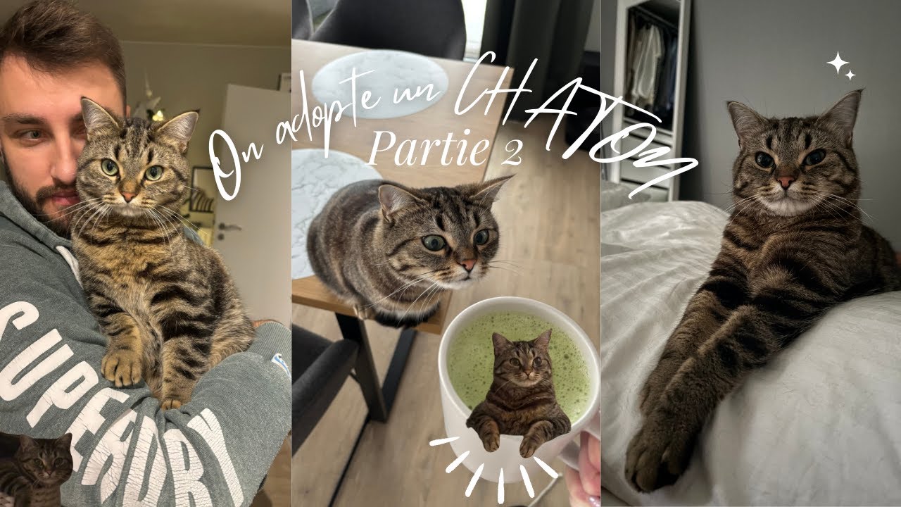 ON ADOPTE UN CHATON -- partie 2 🐾🤍