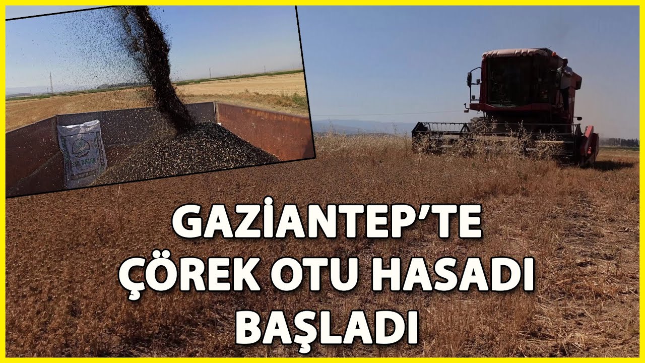Gaziantep'te, Çörek Otu Alternatif Ürün Oldu
