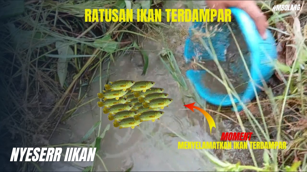 MENGAMANKAN IKAN YANG TERDAMPAR || Mbolang || nyeserikan
