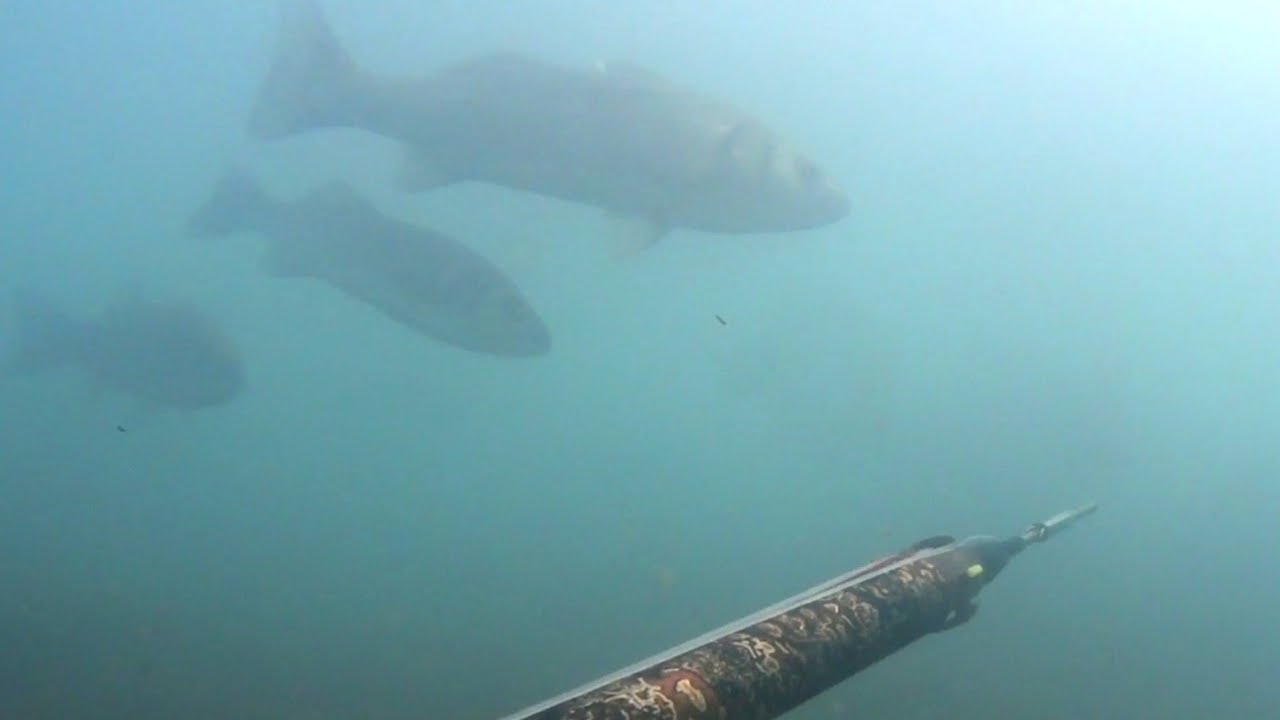 pescasub: aspetto in bassofondo con Concetto Felice by salvimar