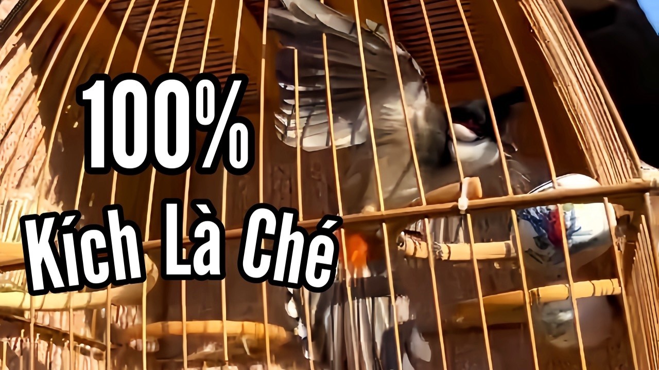 Kích Chào Mào Ché…Chào Mào Ché Nẹt Cực Sung Kích Bổi Lên Lửa. Luyện Chào Mào Hót Nhanh Căng Lửa..!
