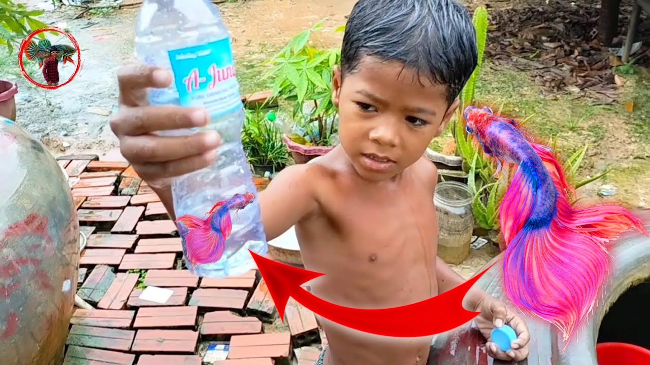 ចែកឲ្យត្រីក្រឹមក្មួយ