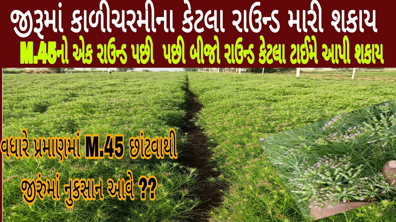 જીરું મા કાળી ચરમી ના રાઉન્ડ કેટલા મારવા? jiru ma kali Charmi na raund katla Marva? m45 | jira