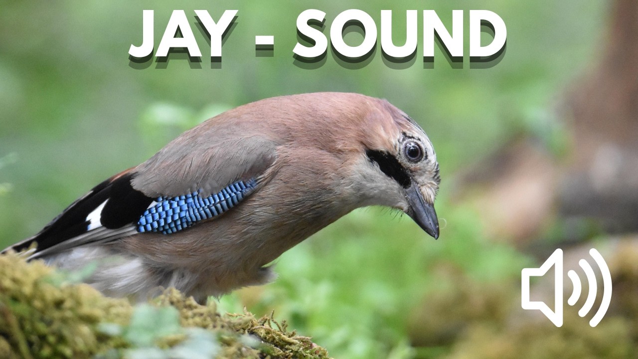 Bird Sound Library | Eurasian Jay &ndash; Bird Song & Calls (Nature Sounds)