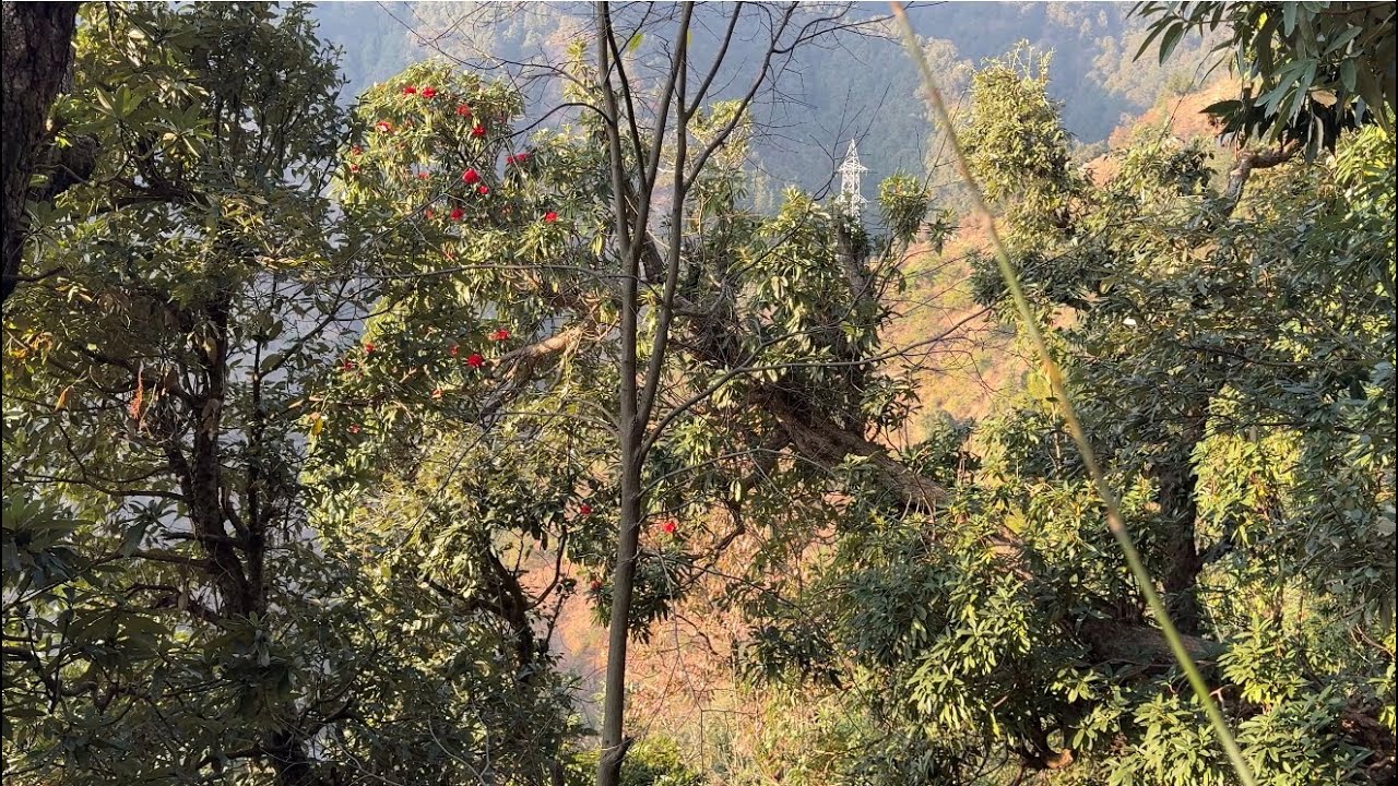 चलो आज जंगल की ओर….
