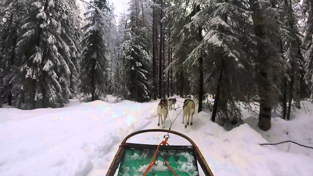 Arctic Husky Sledding in Finland