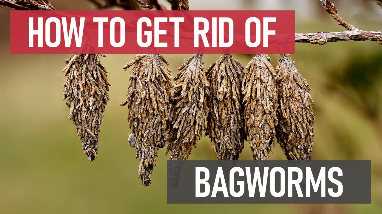 How to Get Rid of Bagworms [DIY Pest Control]