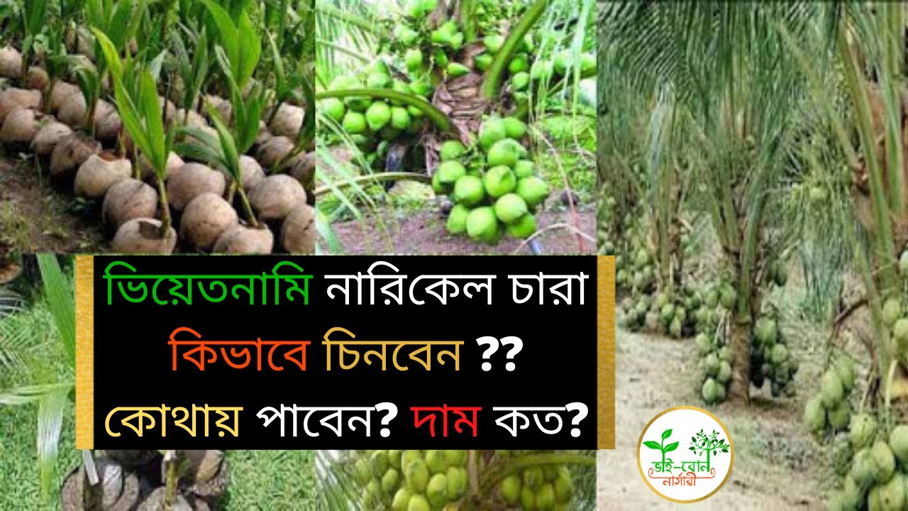 ভিয়েতনামি নারিকেল চারা কিভাবে চিনবেন? দাম কত? কোথায় পাবেন? || Vietnam Coconut Tree || introduce ||