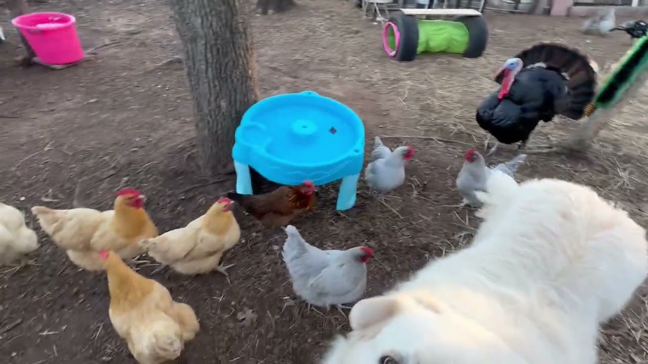 Rotten little chickens ￼