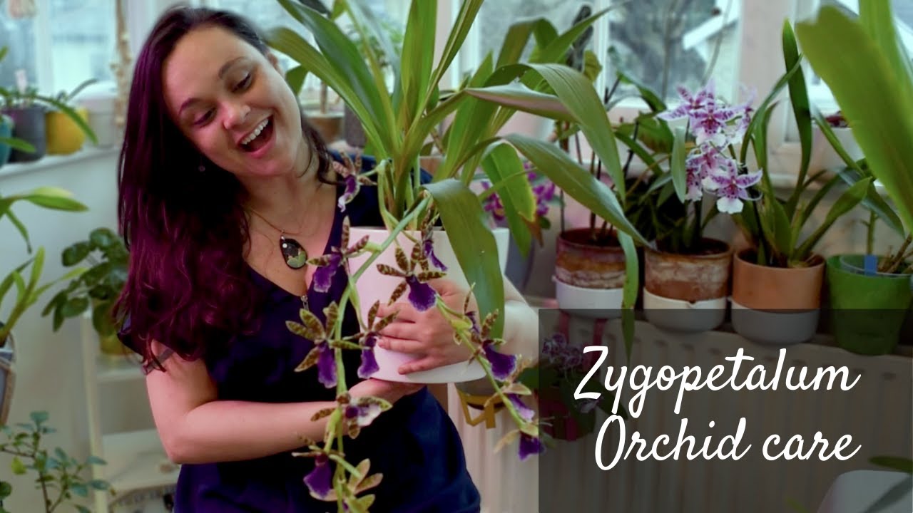 Zygopetalum Care & Culture | Flowering, watering & other little things