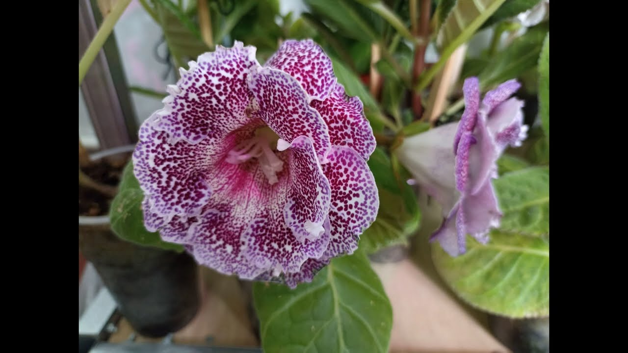 Gloxinia. 2 June 2024