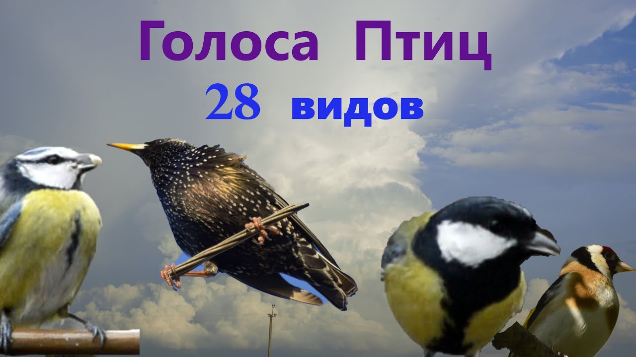 Голоса Птиц 28 видов.Voices of Birds 28 species. #birds #birdsong #птицы #птицыпоют #wildbird