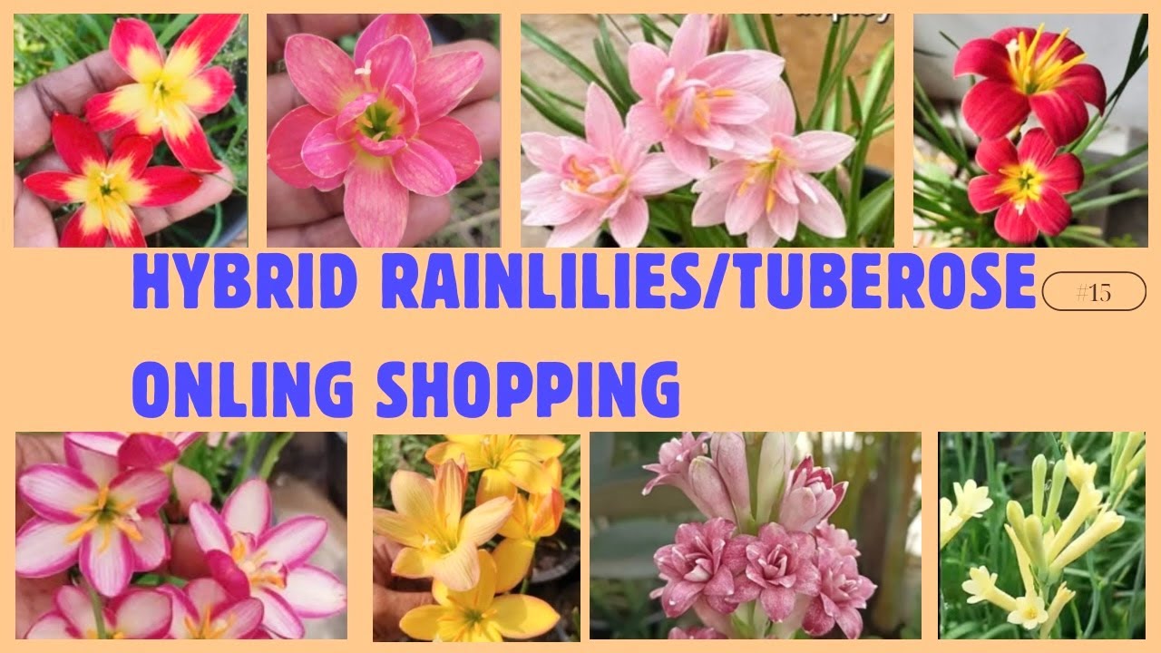 Hybrid Rainlilies/Tuberose online shopping #unboxing plants