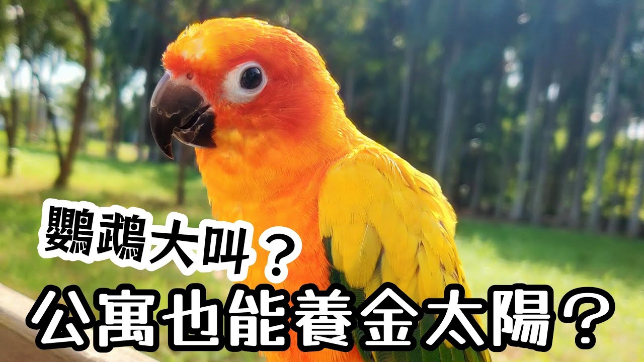 鸚鵡太吵愛大叫怎麼辦?這些方法讓我在公寓也能養金太陽！鄰居不再投訴 | 精鵡瘋雲