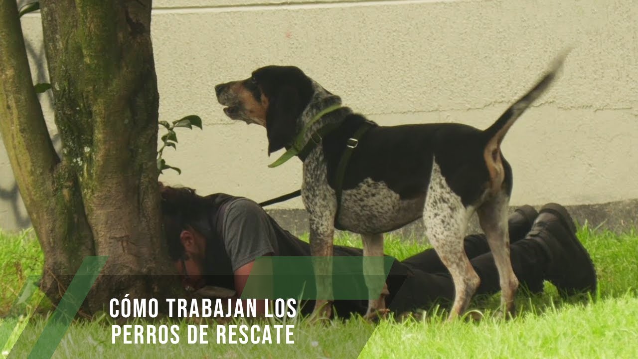 Cómo trabajan los perros de rescate - TvAgro por Juan Gonzalo Angel Restrepo