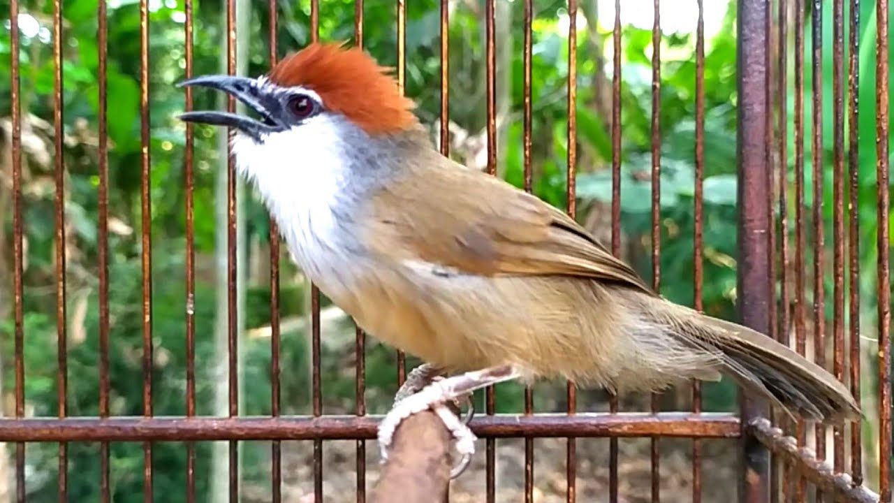 Burung KASO KASO Gacor‼️Untuk Pancing Bunyi