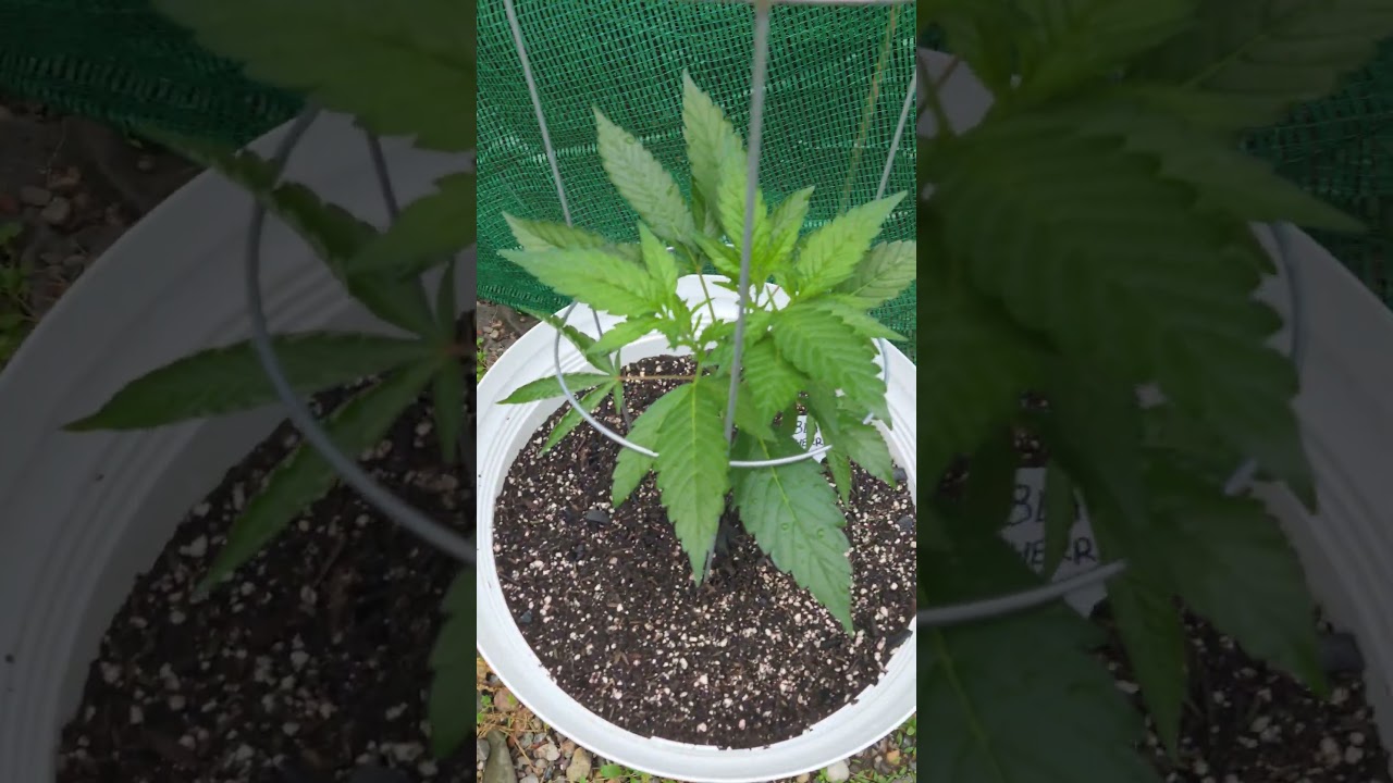 Indica, Sativa, Ruderalis