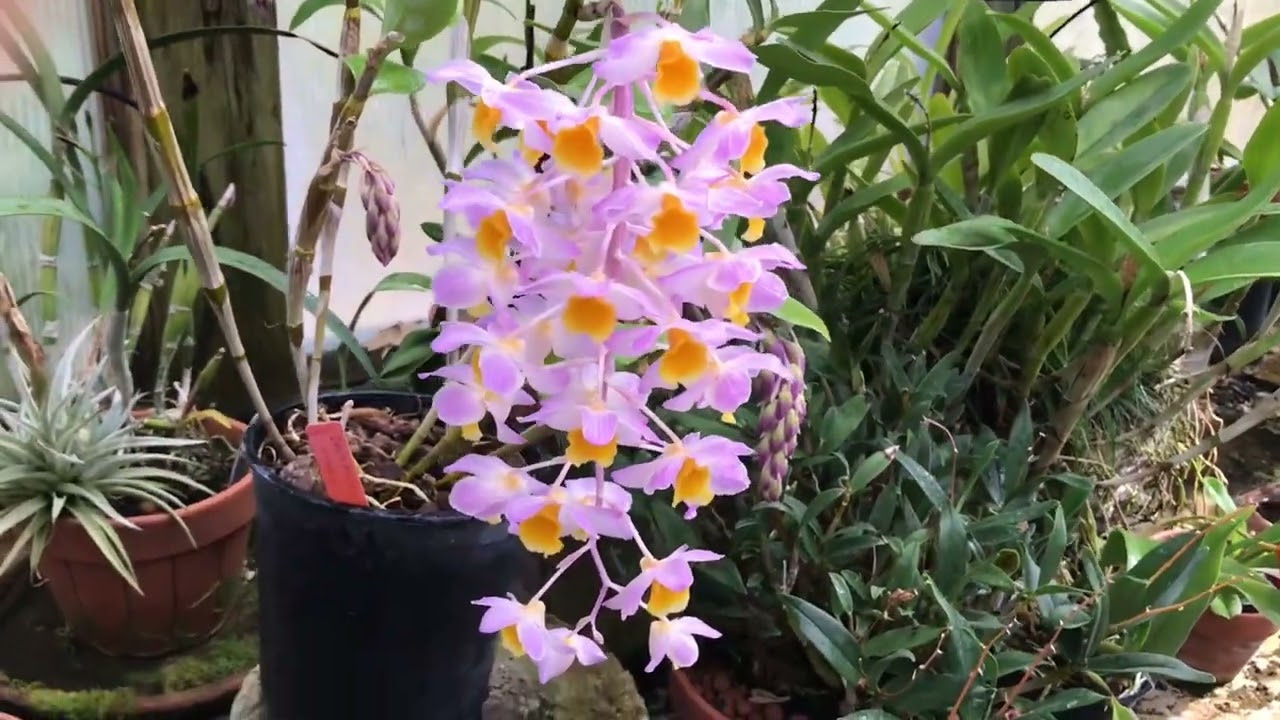 Dendrobium orchids requiring a dry winter rest