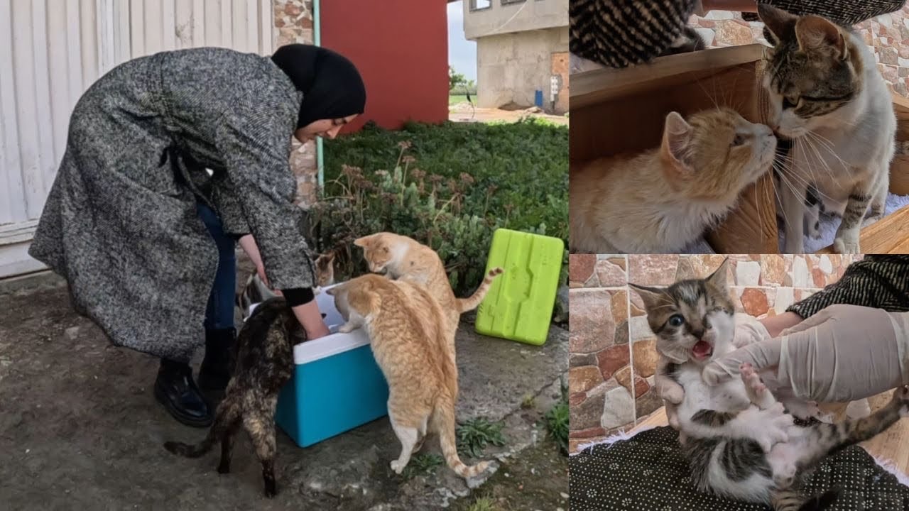 Пара пытается спасти всех кошек своего города, чтобы они не ослепли.