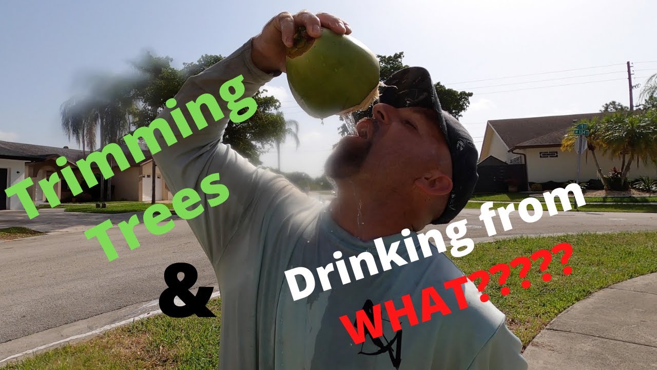 Trimming Coconut Palm Trees and Drinking ** FRESH COCONUT JUICE**