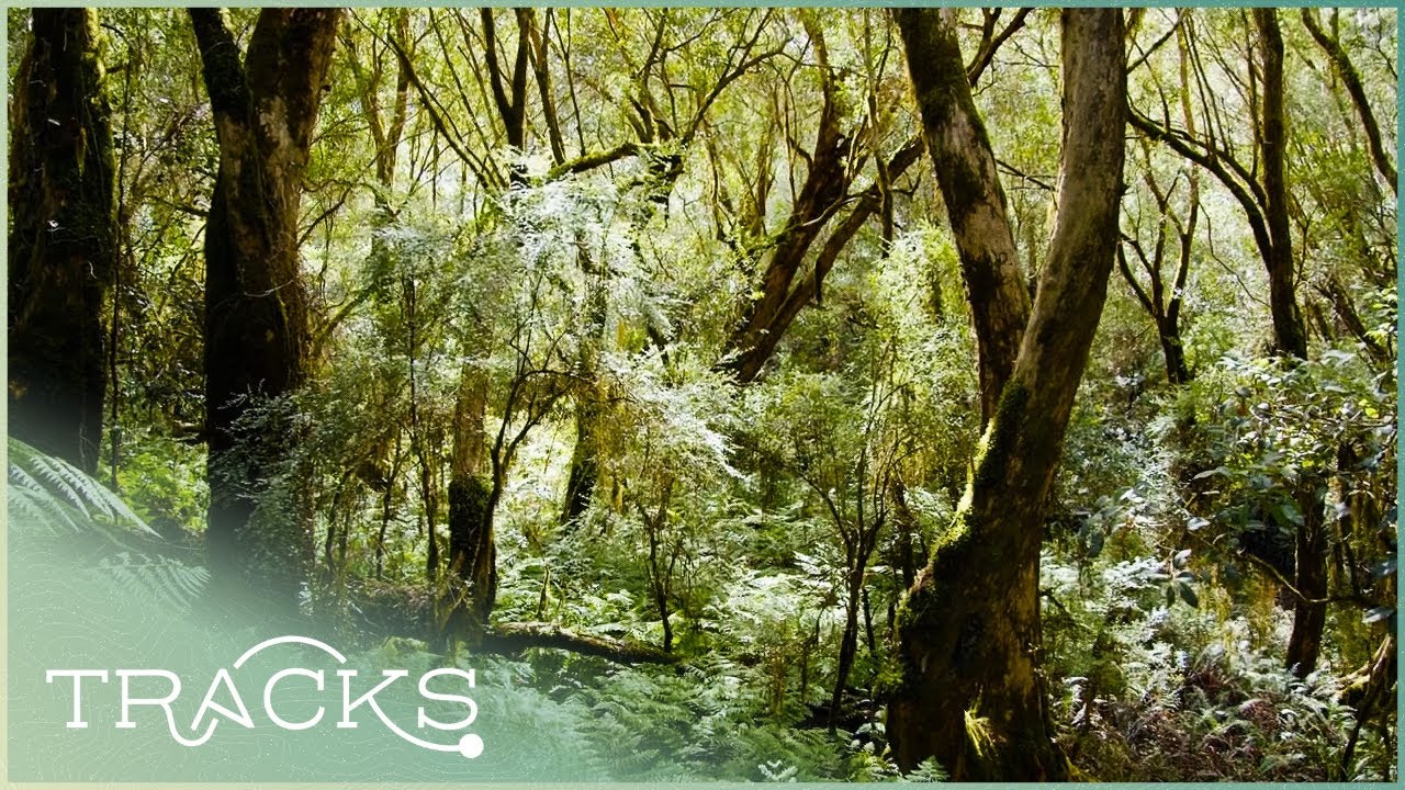 The Beauty of The Mckenzie River Rainforest | TRACKS
