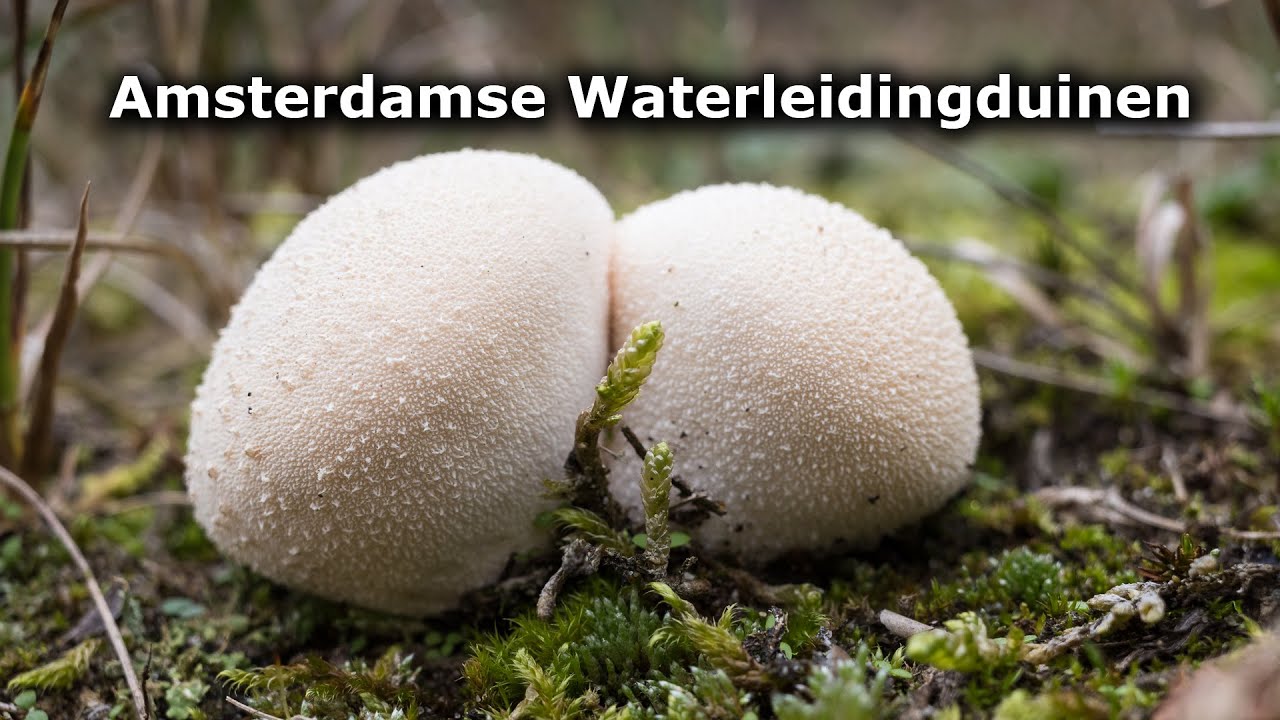 Amsterdamse Waterleidingduinen - Paddenstoelen