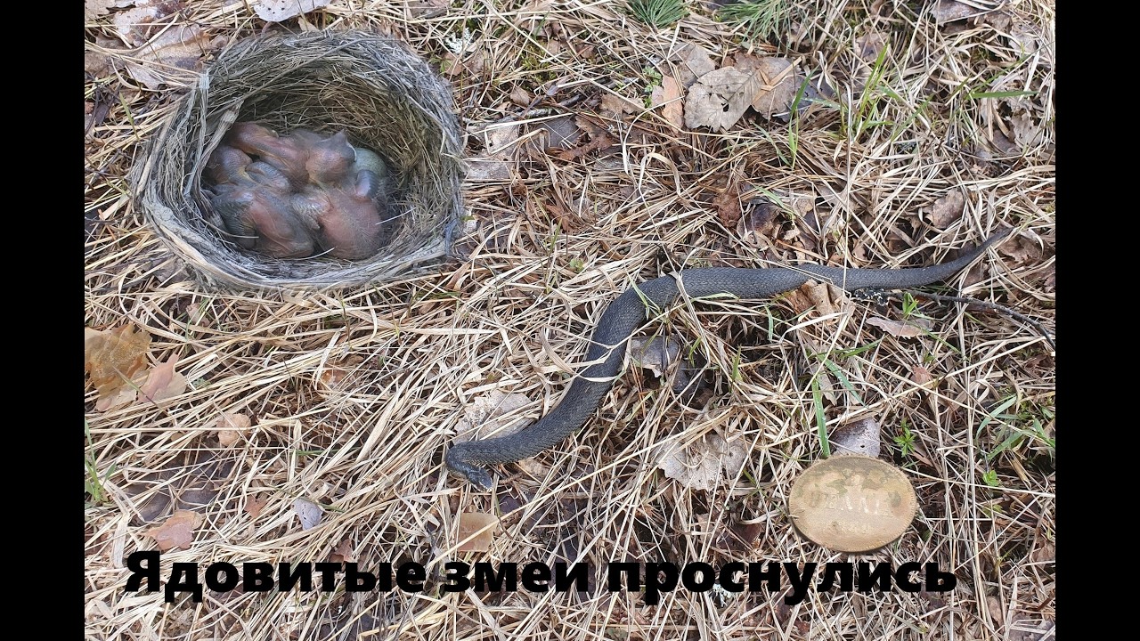 Ядовитые змеи проснулись.