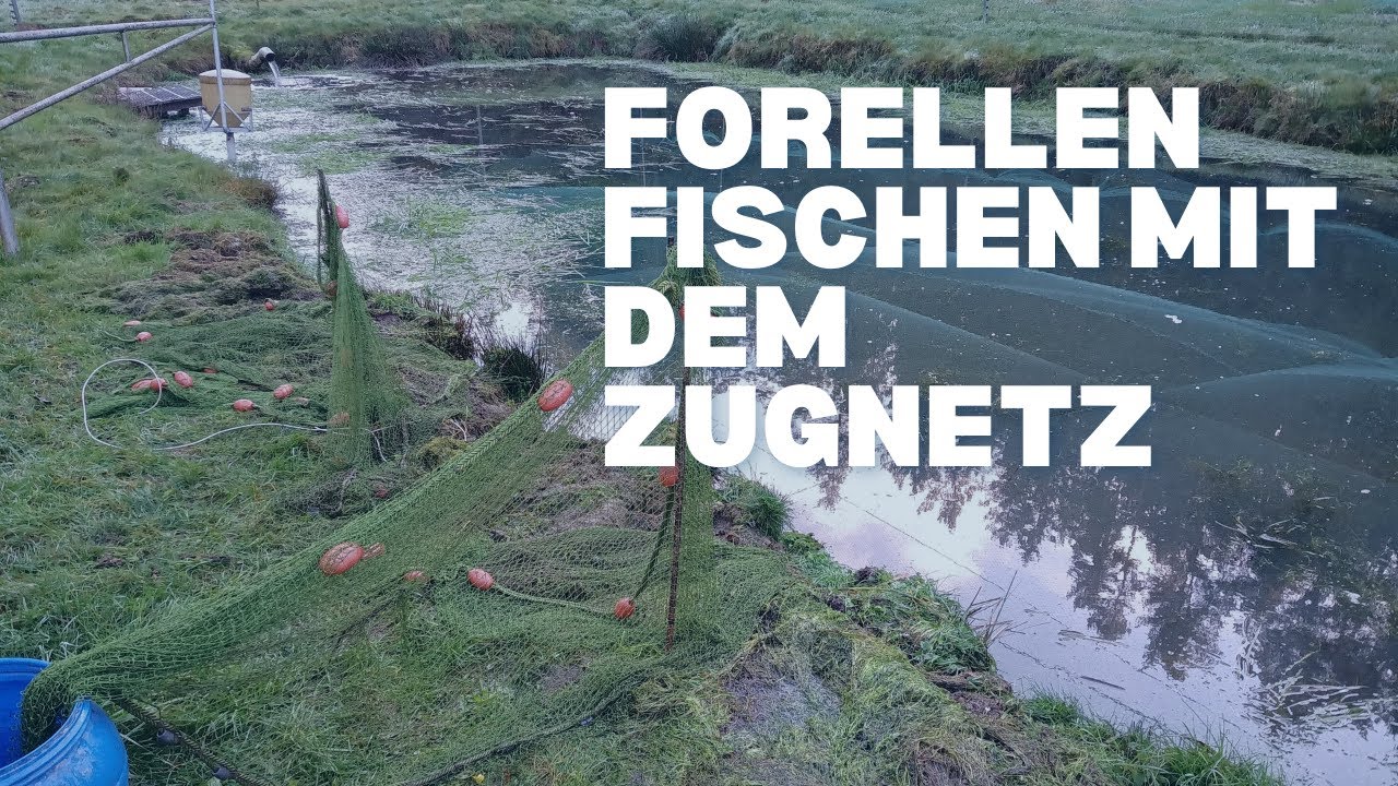 Forellen abfischen und aussortieren mit dem Zugnetz