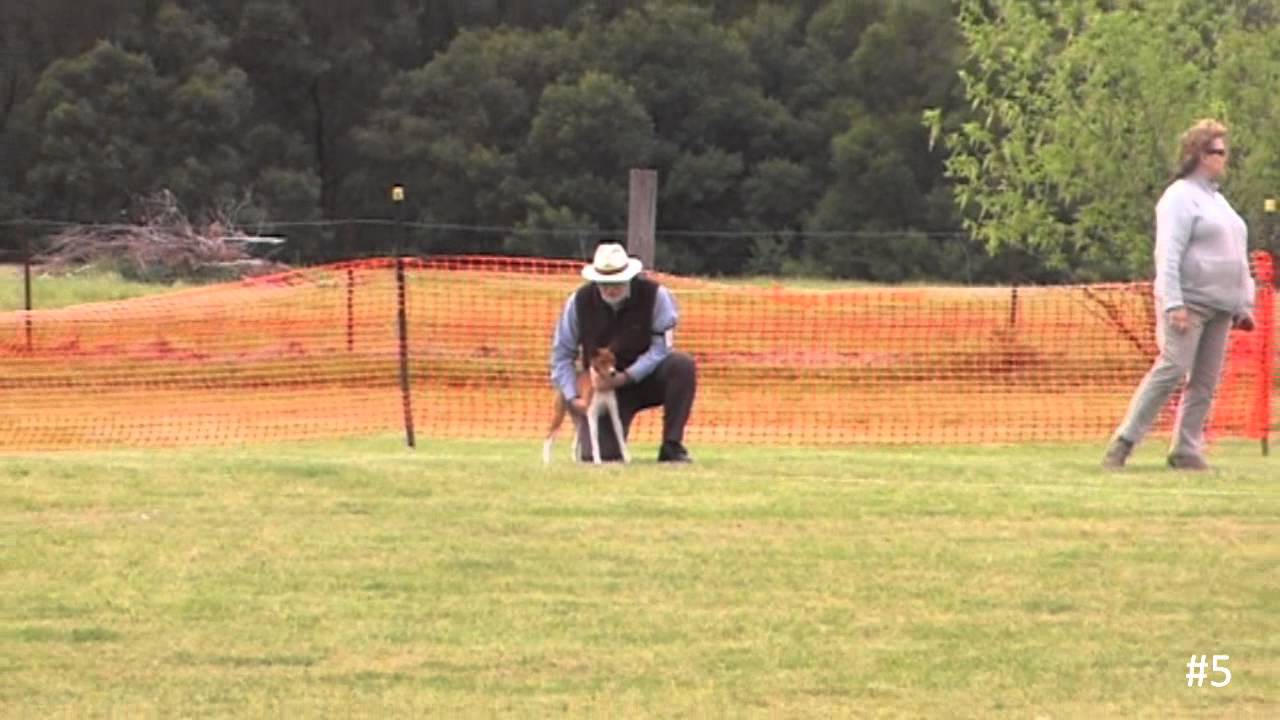 Dogs NSW Lure Coursing - 27 Sep 2015 - Entry 5, Basenji