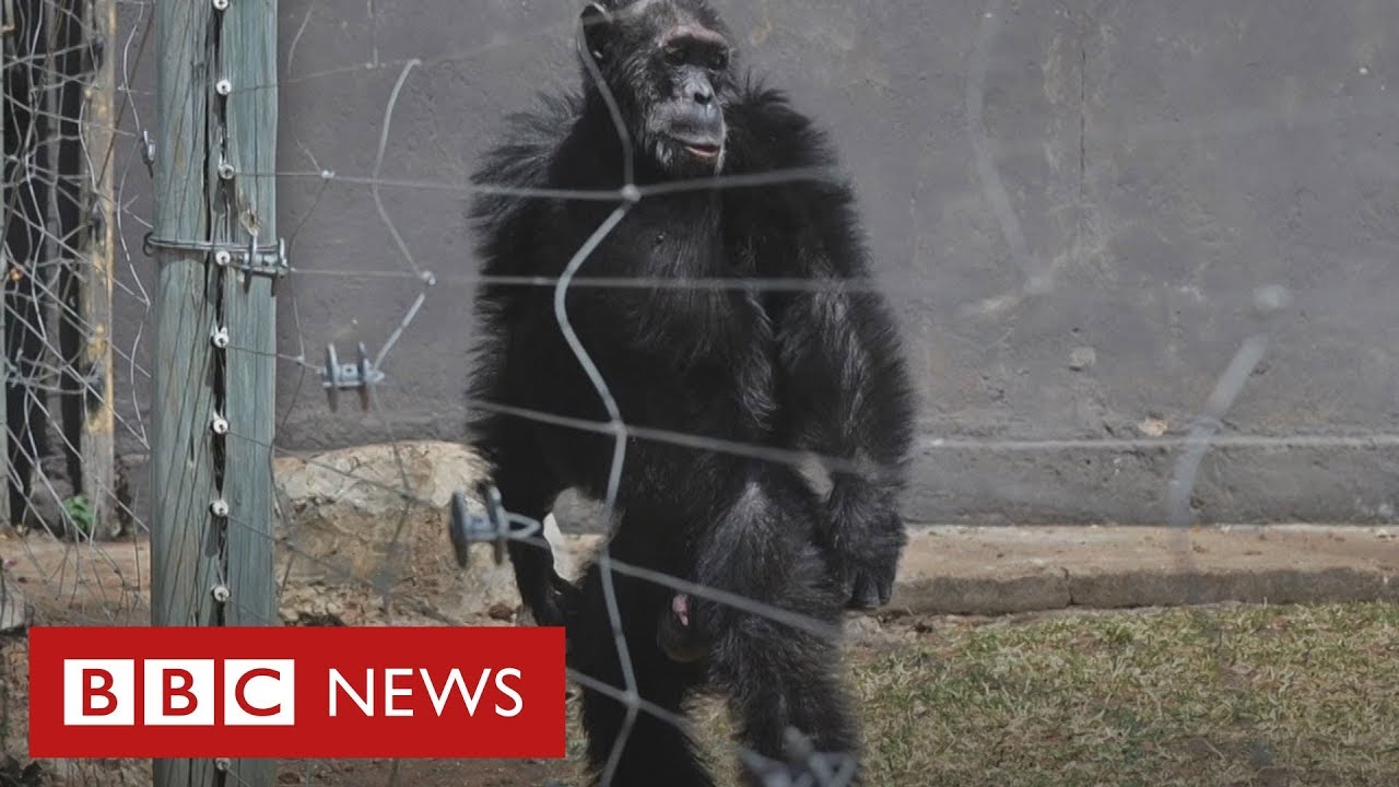 Os chimpanzés que caminham como humanos após anos de maus-tratos