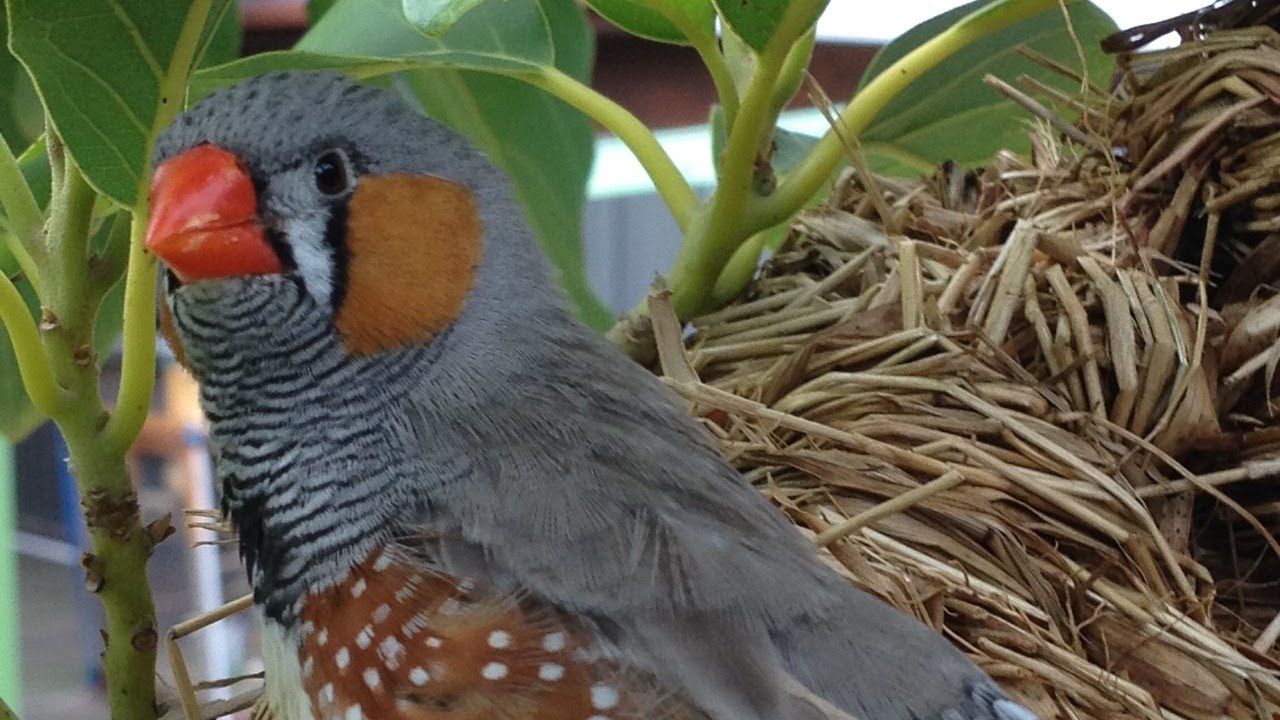 Zebra Finch Aviary Live (30082021 PM)