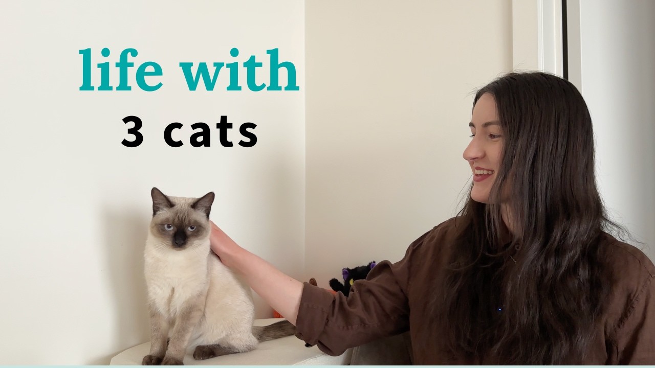 Life with Three Indoor Cats | Bobbin, Boo & Coraline