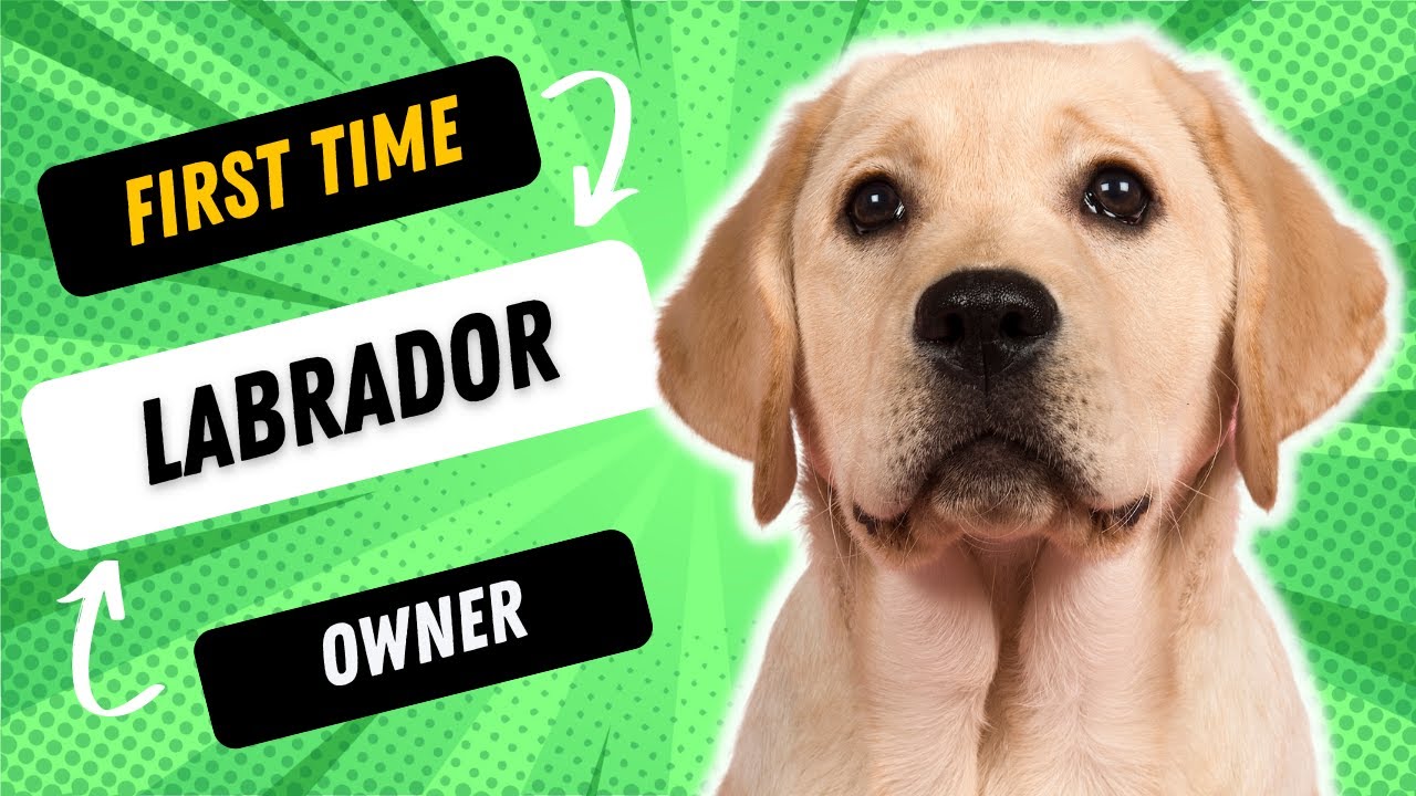 ARE LABRADORS GOOD FOR FIRST TIME OWNERS