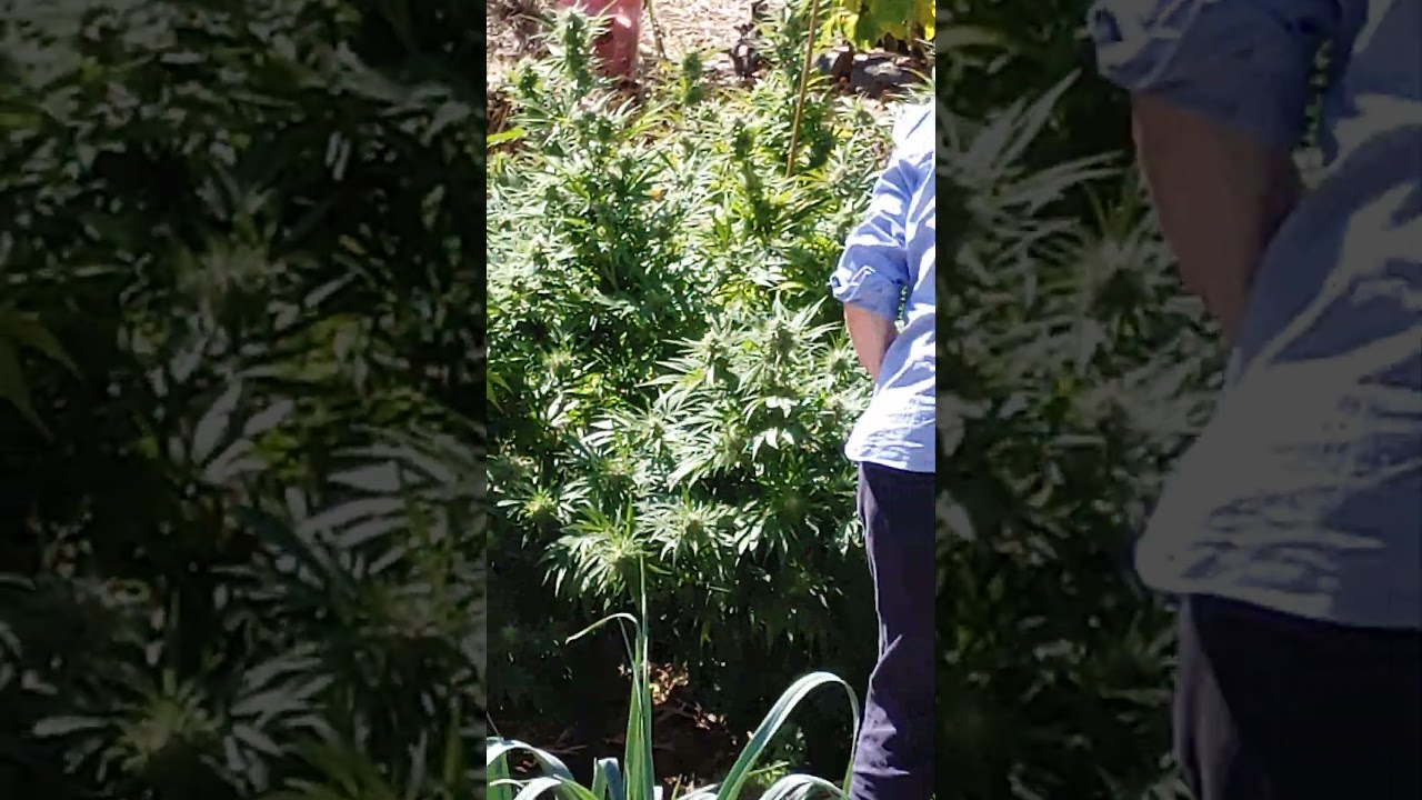 Grandma's harvesting the sticky buds ya