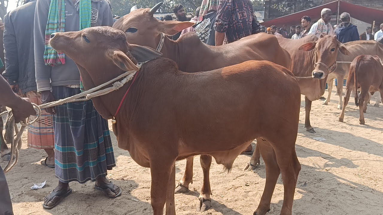শাহিওয়াল গাভি বাছুর , মাতাজি হাট, নওগাঁ। 