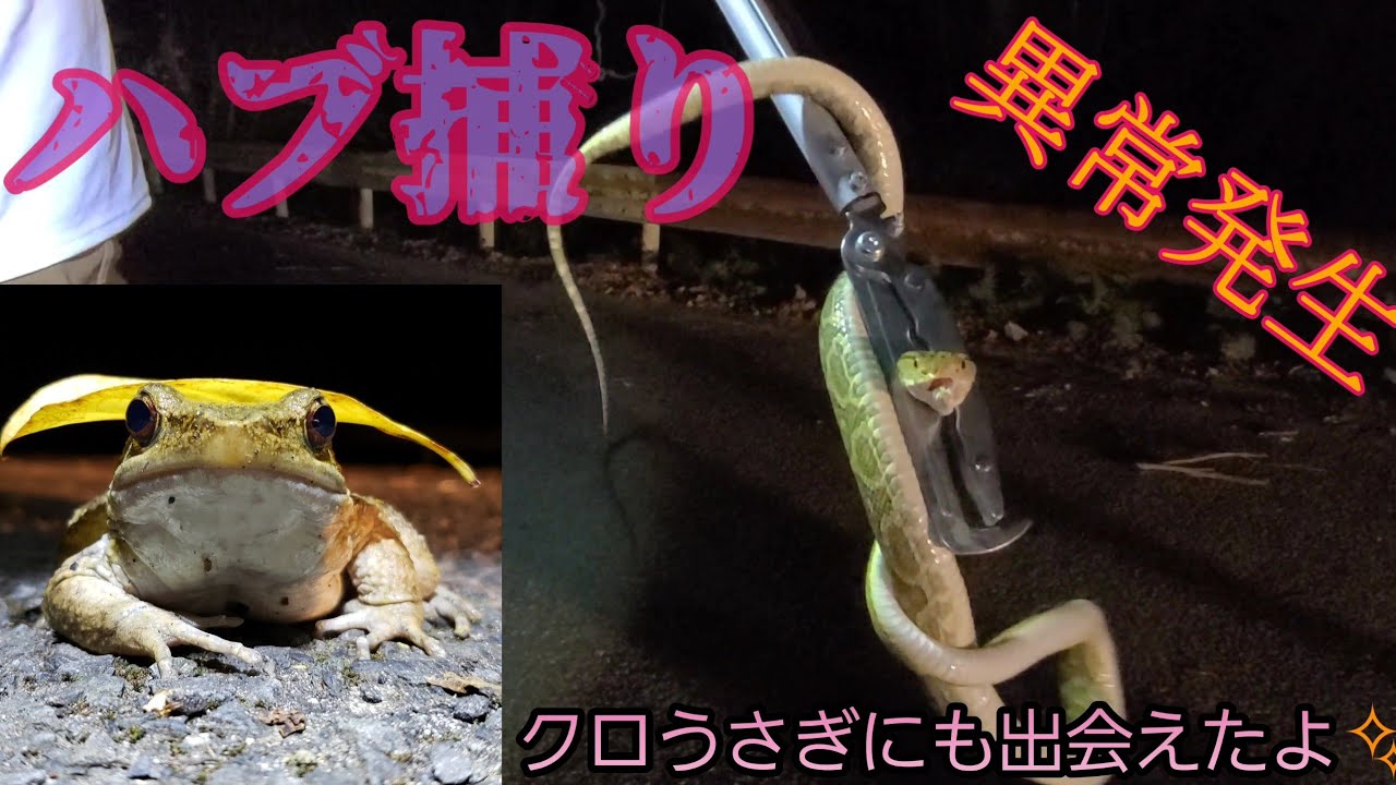 【猛毒】ハブ捕りいったら異常発生(危うく噛まれるところでした)