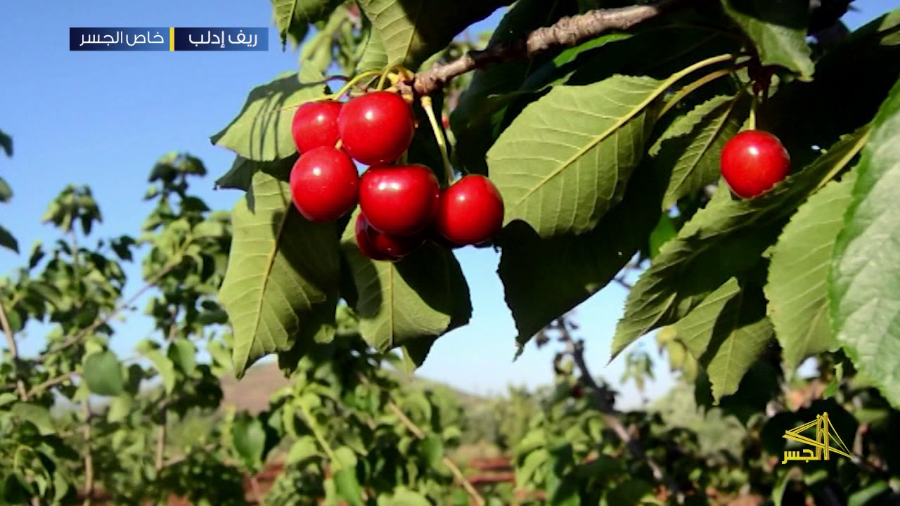 بداية موسم الكرز في جبل الزاوية في ريف إدلب