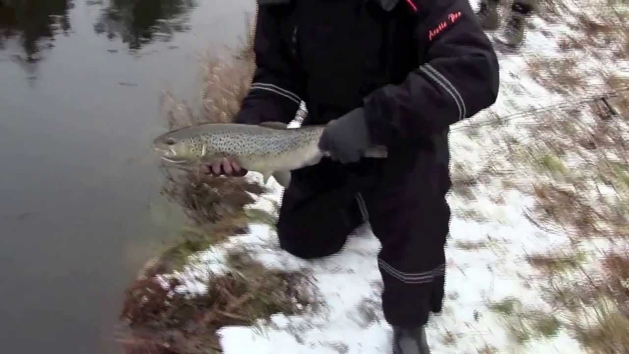 Taimenen kalastusta Merikarvianjoella - Meritaimen - Spintube - Heittoperho - Eumer