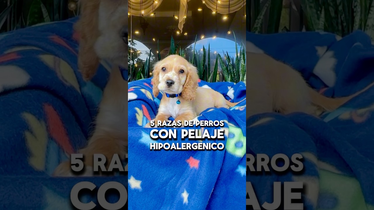 5 razas de perros con pelaje HIPOALERGENICO que son perfectos para evitar reacciones al&eacute;rgicas 🤧🐶
