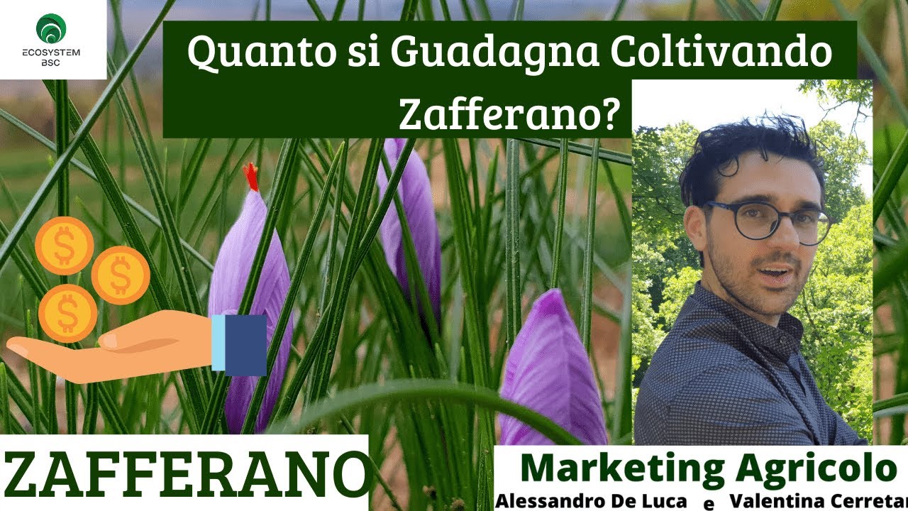 Quanto si guadagna coltivando Zafferano?