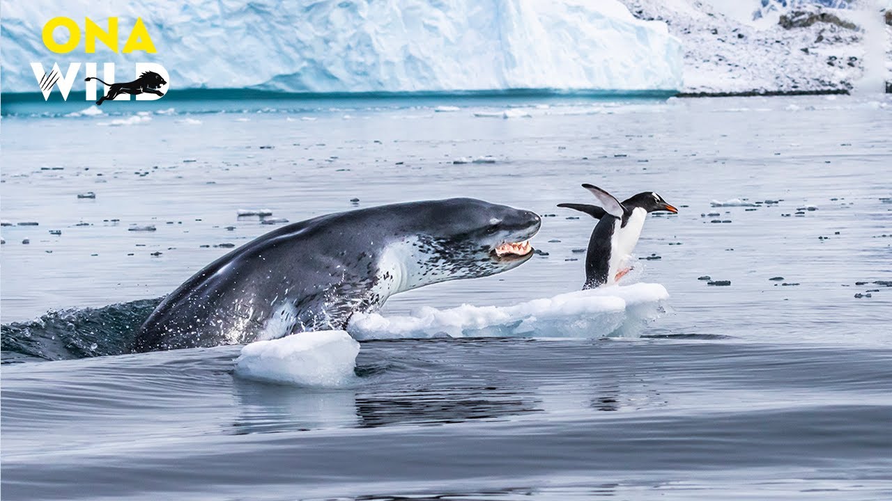 ANTÁRTIDA EXTREMA | Vida ou Morte no Fim do Mundo Gelado| #AnimaisSelvagens