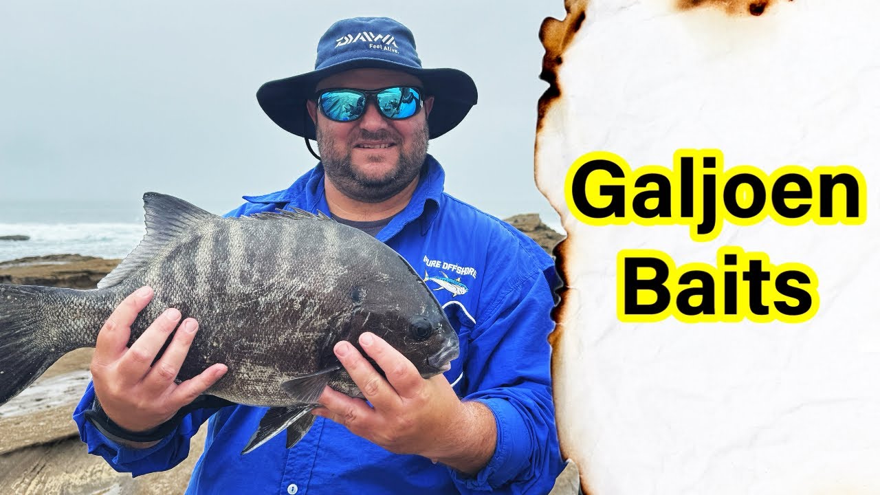 Bait Demo: Galjoen