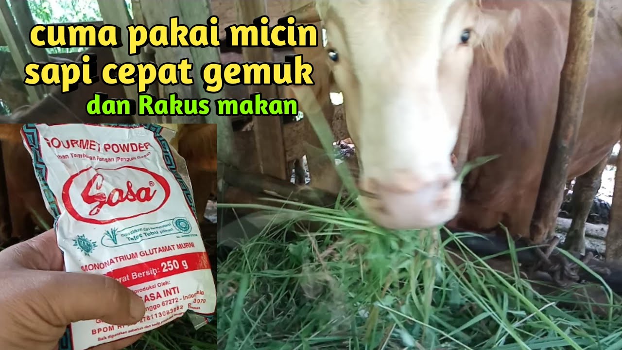 cara cepat menggemukkan sapi‼️ cuma pakai micin sapi cepat gemuk