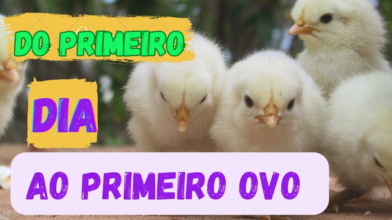 Quanto eu vou gastar com cem pintaínhas desde o primeiro dia até o primeiro ovo?